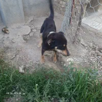واگذاری سگ رتوایلر
