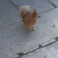 سگ نژاد پامرشپیتز