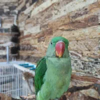 جوجه شاه طوطی