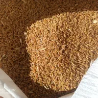 گندم|عمده‌فروشی|دشت ذهاب, |دیوار