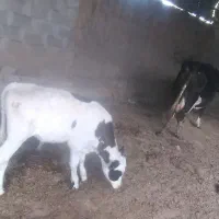 گوساله نر سینمینتال|حیوانات مزرعه|بجنورد, |دیوار