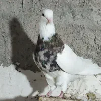 طوقی خال قدیم