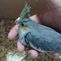 جوجه عروس|پرنده|اردبیل, |دیوار