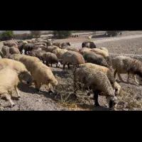 فروش ۲۰۰راس میش|حیوانات مزرعه|کازرون, |دیوار