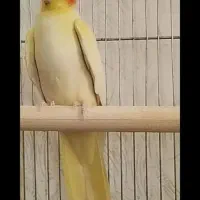 فروش یه جفت مولدبا تخم وجوجه