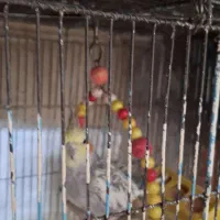 عروس هلندی گل باقالی ماده