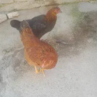 دو عدد مرغ
