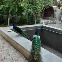 طاووس|پرنده|قزوین, |دیوار