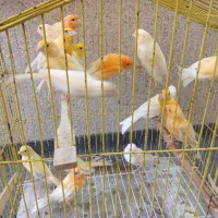 قناری(جوجه و بالغ)نر و ماده