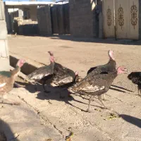 بوقلمون هفت ماهه