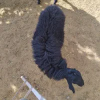 یک عددقوچ قارا|حیوانات مزرعه|نوبران, |دیوار