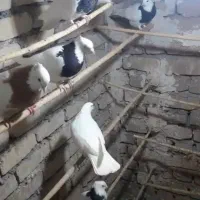 طوقی|پرنده|زواره, |دیوار