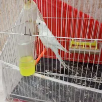 عروس هلندی جفت