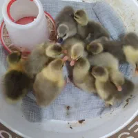 جوجه غاز محلی
