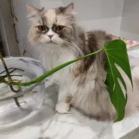 گربه ی گم شده