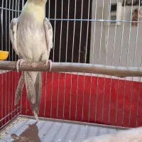 جوجه عروس هلندی دوکت