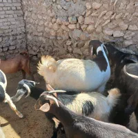 بزغاله نراخته شده|حیوانات مزرعه|شراء, |دیوار