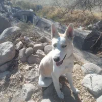 فروش سگ هاسکی|سگ|یزد, |دیوار