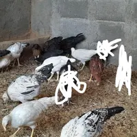 20 جوجه مرغ وخروس زابلی