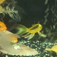 ماهی   کوی ژاپن|ماهی|کرمان, |دیوار