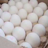 پخش تخم مرغ