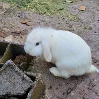 یک عدد خرگوش لوپ