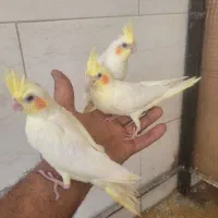 ۳عدد جوجه یک ماهه دستی