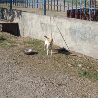 سگ پاکوتا|سگ|تهران, پامنار|دیوار