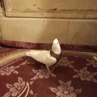 کبوترطوقی ماده
