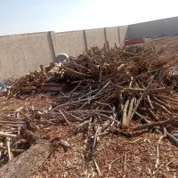 خرید چوب باغی