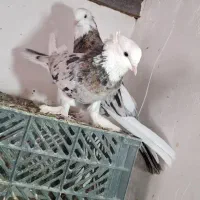 ی جفت هما سرور پا چکمه ای|پرنده|نسیم‌شهر, |دیوار