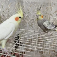 عروس هلندی دستی|پرنده|مشهد, وحید|دیوار