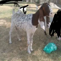 بز افغانی آبستن ۴ ماه