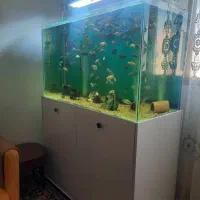 ماهی گوشت خوار . سیچیلاید لجن خوار