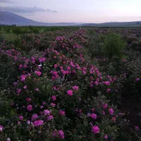 نهال گل محمدی|خدمات باغبانی و درختکاری|سیلوانه, |دیوار