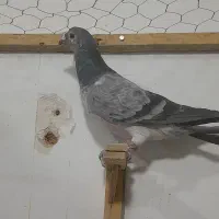 کفتر پرشی کفتر بوم|پرنده|کاشمر, |دیوار