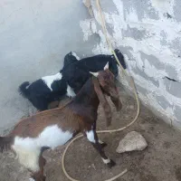 ۲تا بیگ ماده ی نر چاق چاق