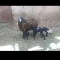 میش سه قلوزا