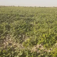 لوبیا سبز وخشک|خوردنی و آشامیدنی|اهواز, کوی طلاب|دیوار