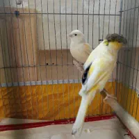 قناری ماده