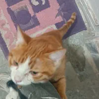 گربه پیدا شده