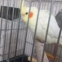 عروس هلندی|پرنده|شهریار, شهرک شاهد|دیوار