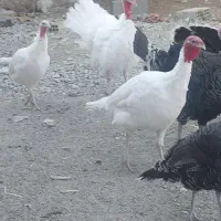 بوقلمون ماده به همراه جوجه