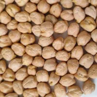 نخود درجه یک