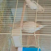 جفت عروس هلندی دوکت آلبینو و البینو