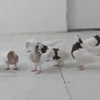 کفتر طوقی هفت رنگ و قره سینه نر