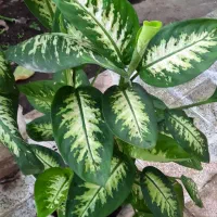 فروش گل دیفن باخیا