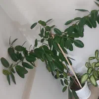 فروش گل بسیار بزرگ گوش فیل