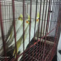 عروس هلندی لوتینو