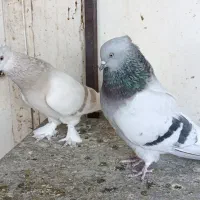 سبز دم سفید|پرنده|شیراز, شیشه‌گری|دیوار